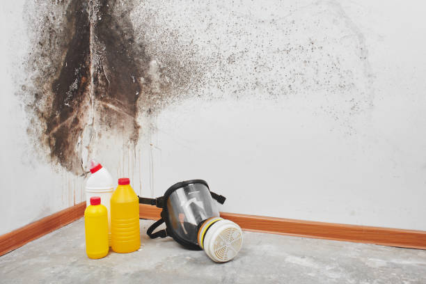 Best Crawl Space Mold Remediation in Berryville, VA