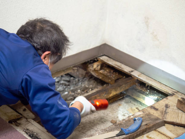 Best DIY Mold Remediation Support Services in Berryville, VA