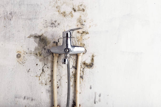 Best Kitchen Mold Remediation in Berryville, VA