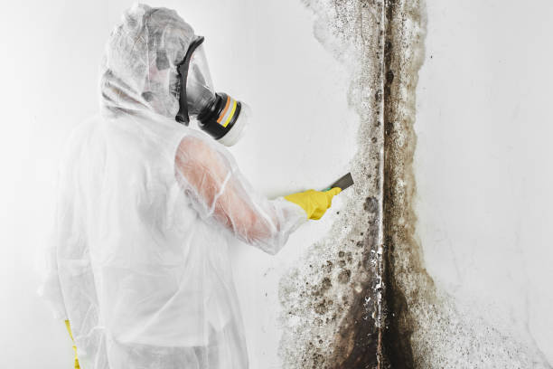Professional Mold Remediation in Berryville, VA