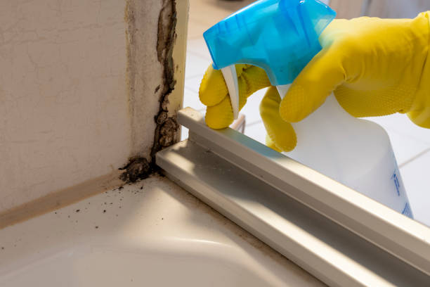 Best Localized Mold Remediation (e.g., coastal areas, humid climates) in Berryville, VA