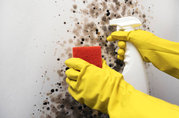 Best HVAC Mold Remediation in Berryville, VA