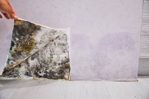 Best Insurance-Related Mold Remediation in Berryville, VA